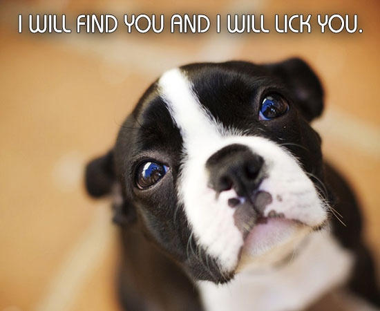 50 Cute Pictures of Puppies and Dogs With Incredibly Funny ...