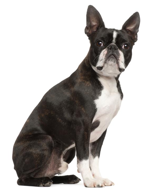 Meet the Buggs - A Cross Between Boston Terriers and Pugs