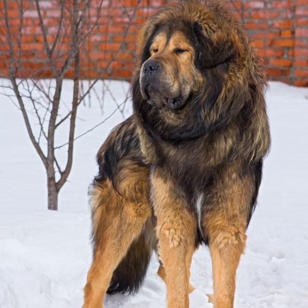 A List of Mountain Dog Breeds with Amazing Information and Pictures