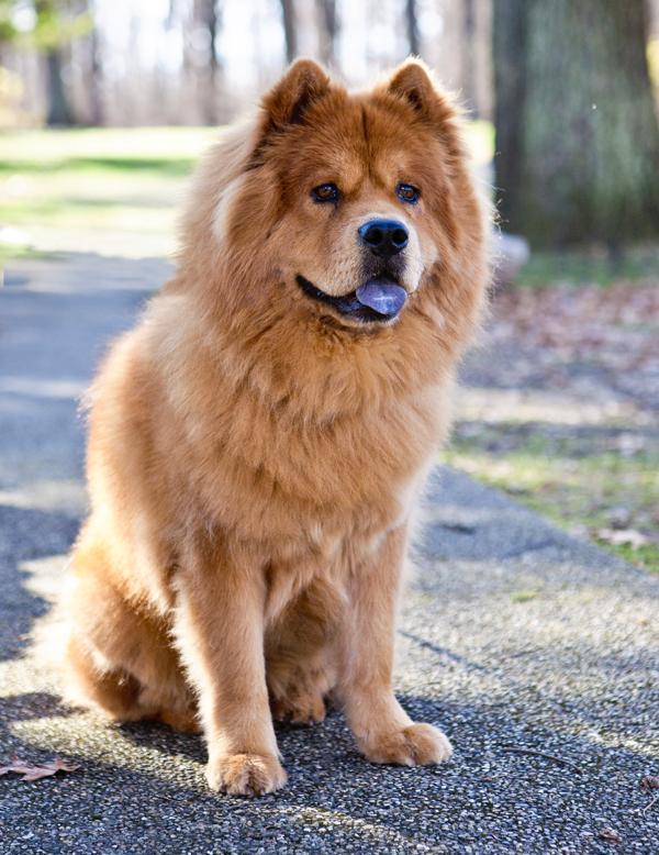 chow chow and lab mix