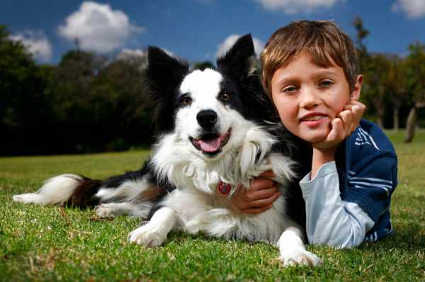 border collie with kids