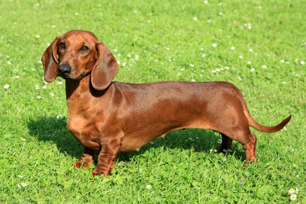 Dachshund short-legged and long-bodied dog