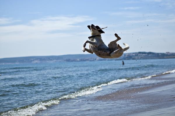 Dog jump at beach