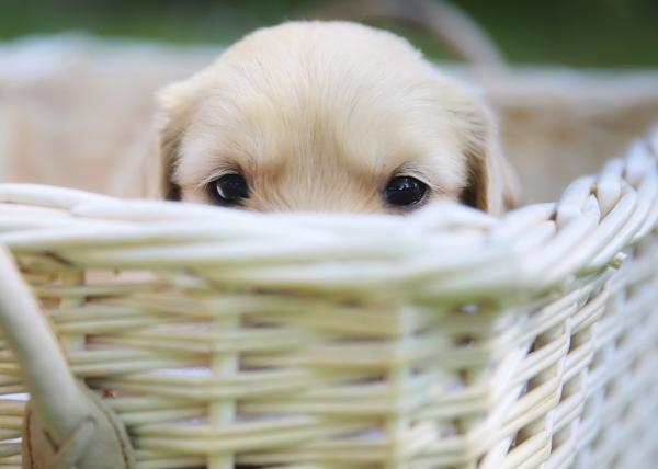 Dog looking from basket