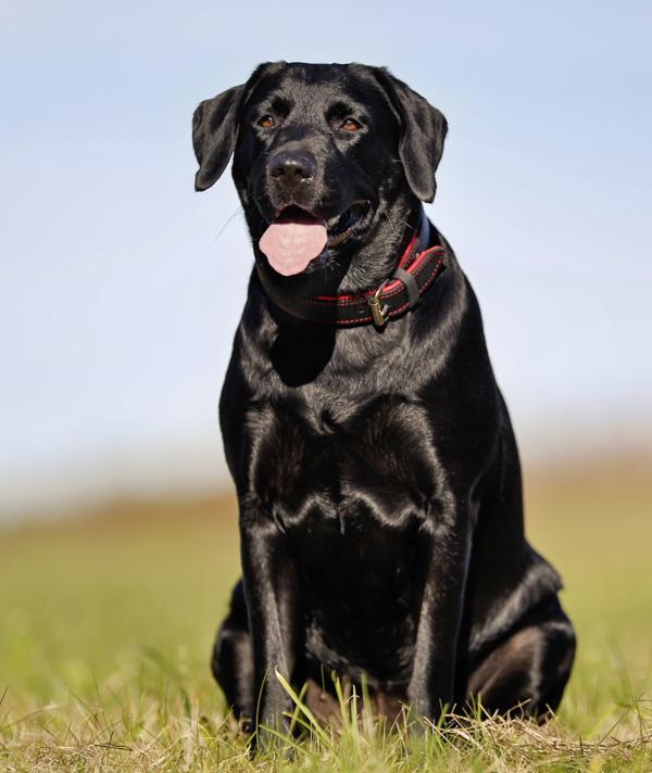 Outstandingly Amusing Information About The Chow Lab Mix Dogappy