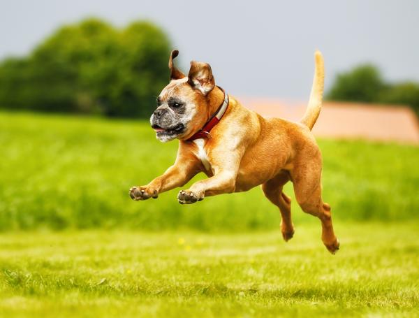 Jumping Boxer Dog