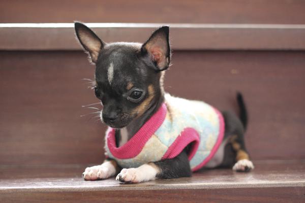 Chihuahua small dog