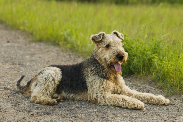 Most Popular Hypoallergenic Non-shedding Dog Breeds - DogAppy