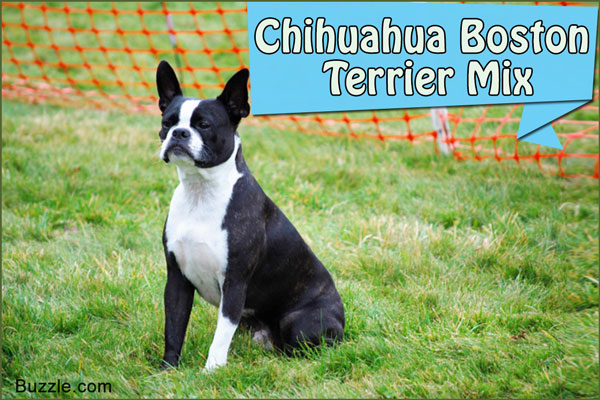 The Good and Not-so-good Traits of Chihuahua Terrier Mix Breeds