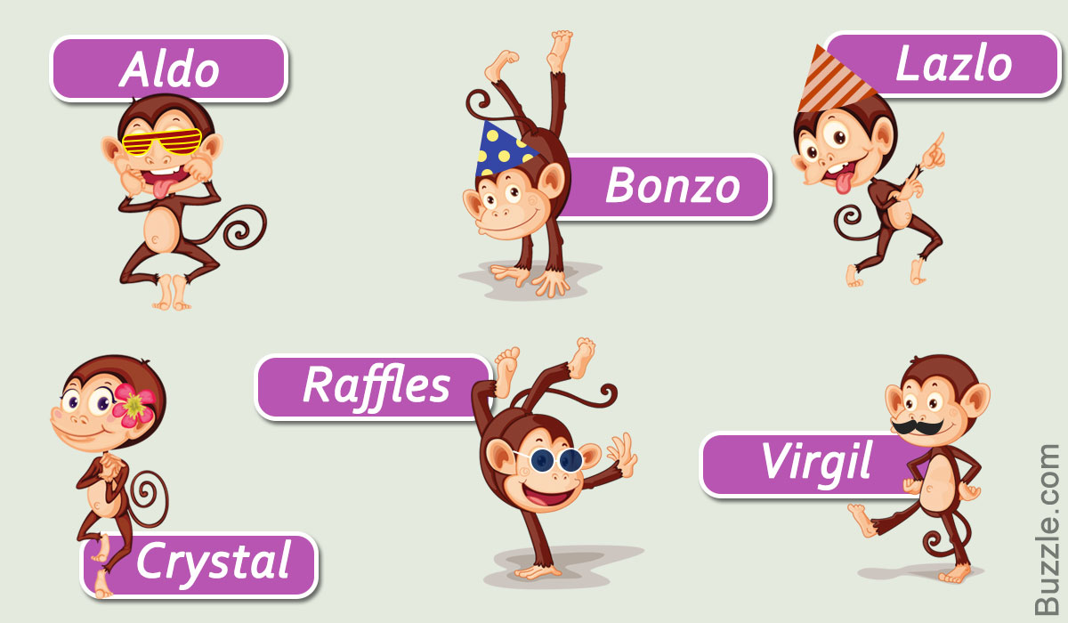 Cute And Funny Pet Monkey Names You Ll Want To Steal Right Now