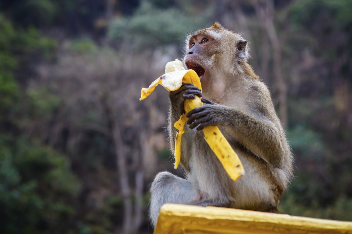 1200 187872577 monkey eats banana
