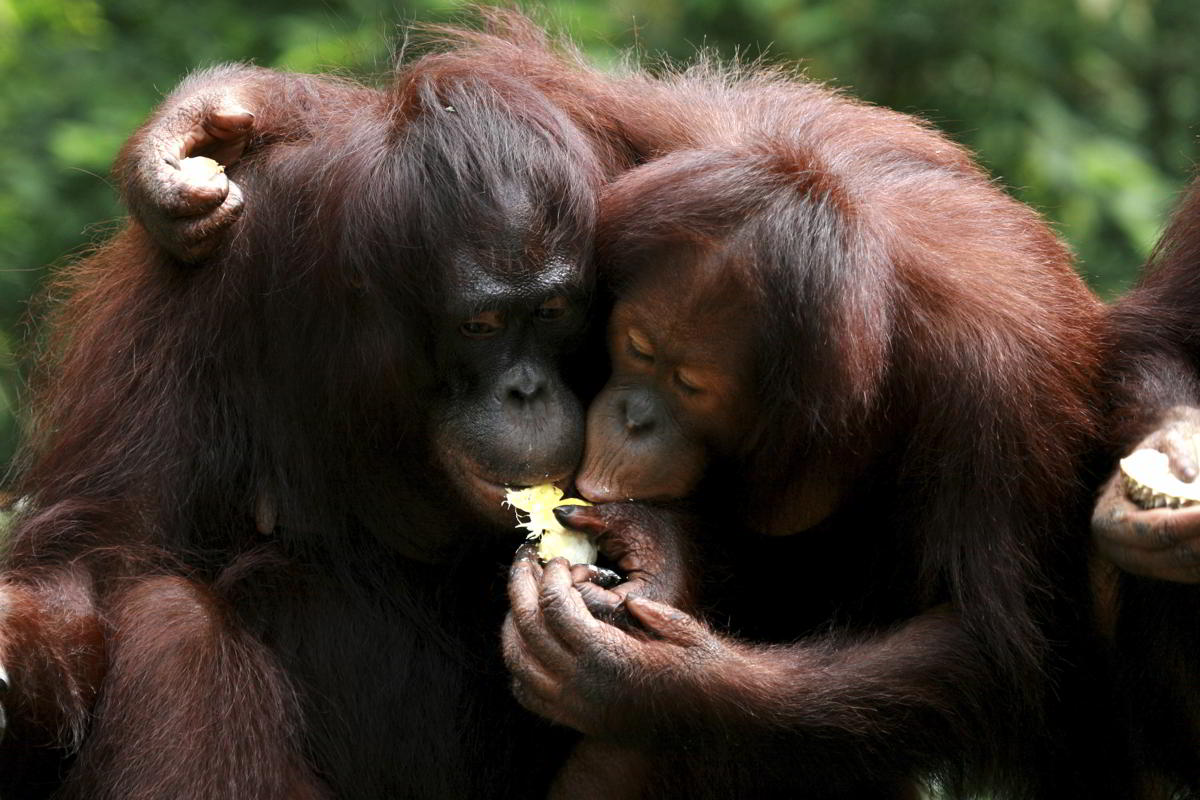Lesser known Facts About the Endangered Bornean Orangutan