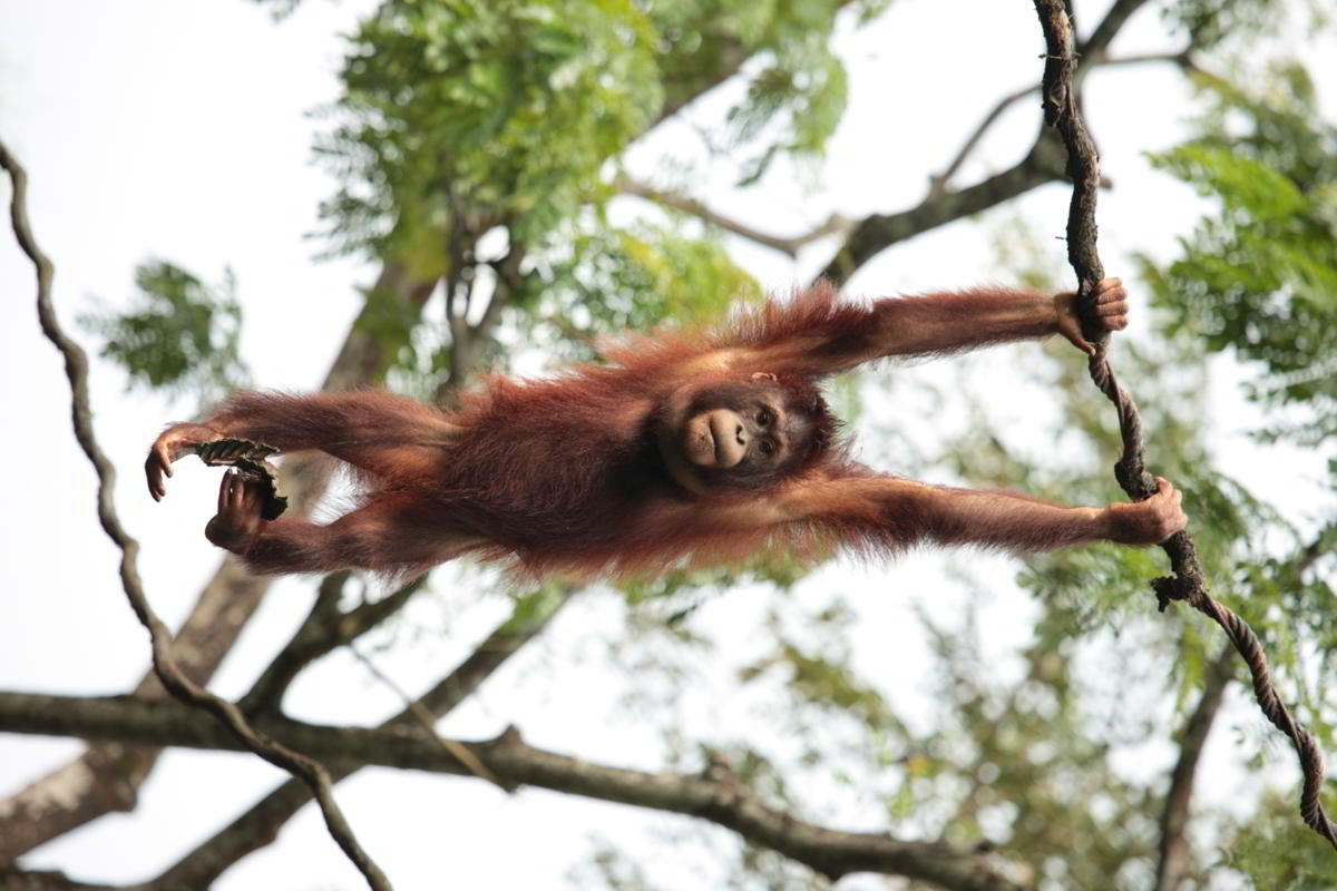 https://media.buzzle.com/media/images-en/gallery/mammals/monkeys/1200-94747938-orangutan-jumping.jpg