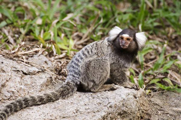 marmoset monkey cost
