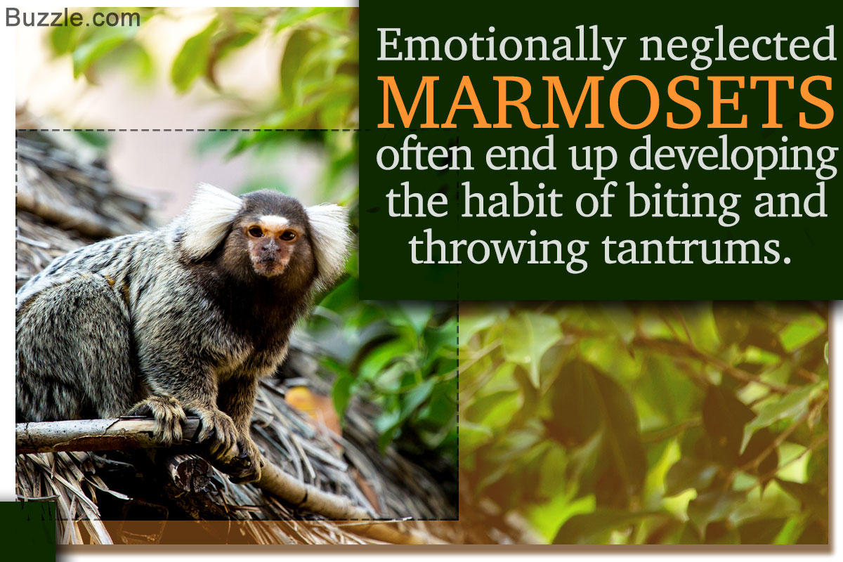 owning a marmoset monkey
