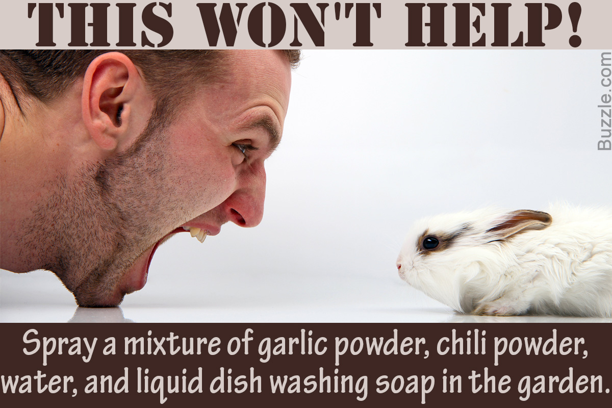 Homemade Rabbit Repellents That are Stunningly Effective ...