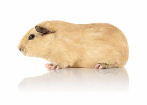 After Seeing The Types Of Guinea Pigs You Ll Want One Right Now