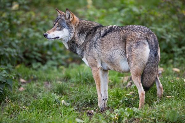 Remarkably Interesting Facts About Wolves You'd Love to Know