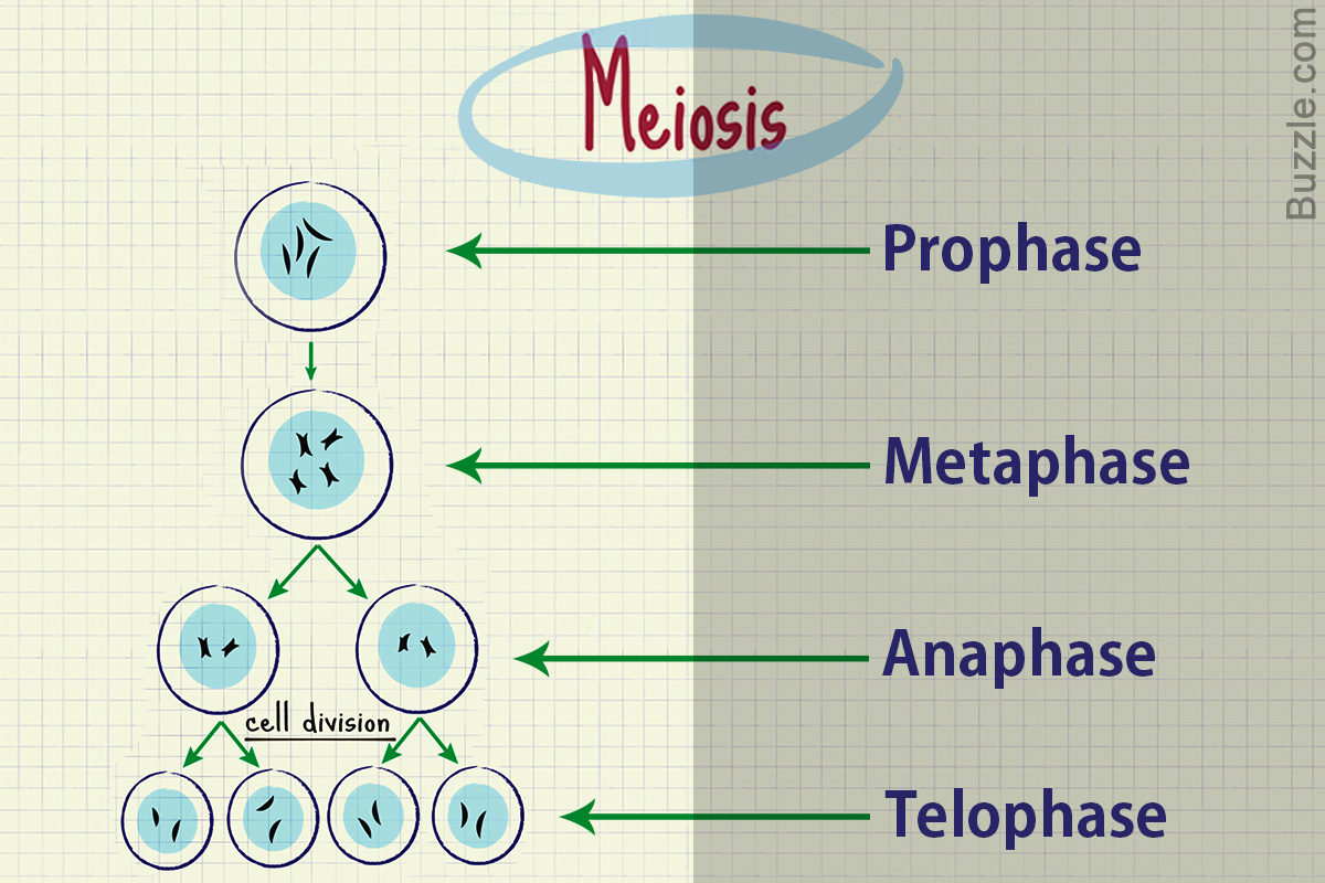 meiosis essay grade 12