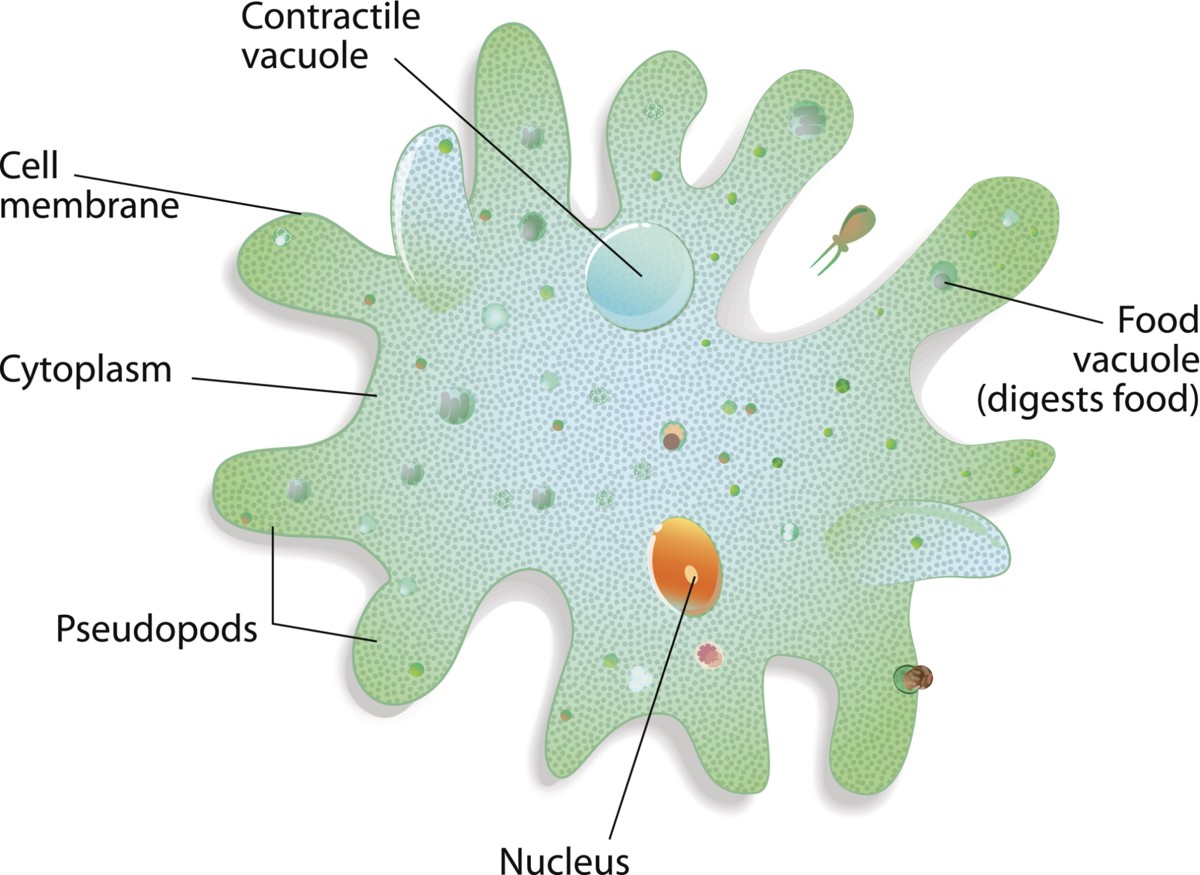 The Major Classification And Characteristics Of Protozoa