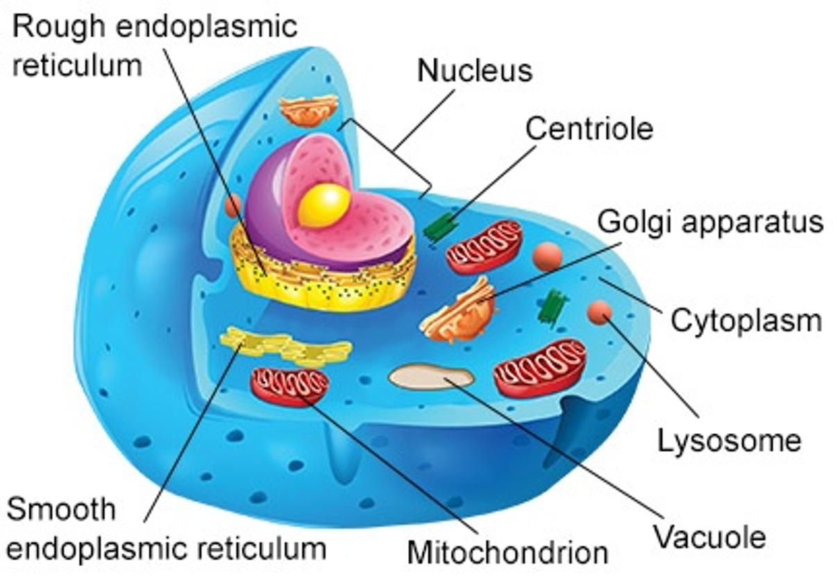 An In-depth Look at the Structure and Function of Cytoplasm