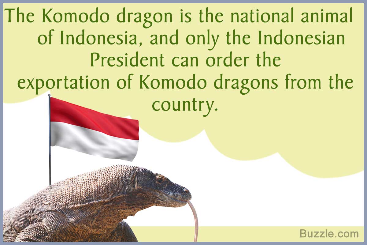 Facts About the Komodo Dragon That Kids Would Enjoy Reading1200 x 800