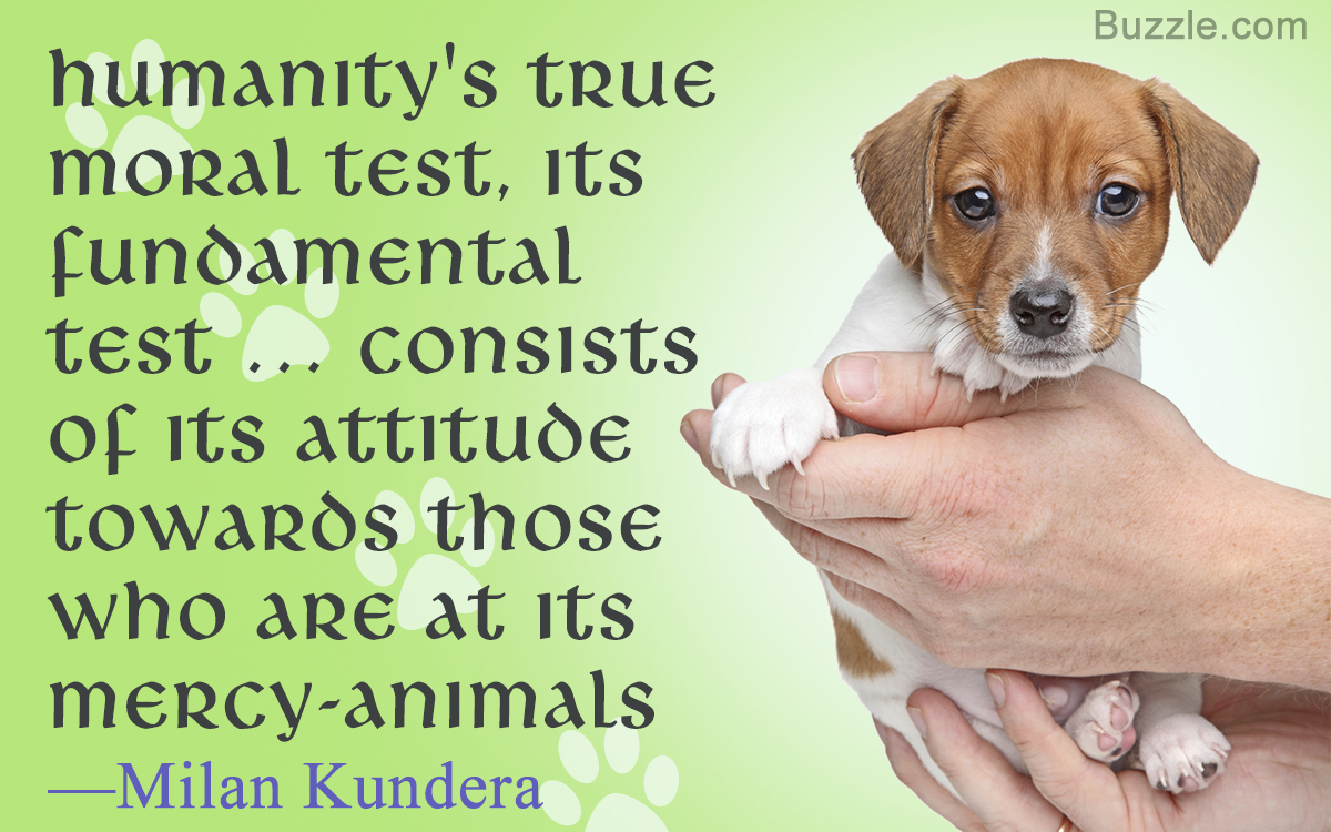 Hard-hitting Animal Abuse Quotes That Will Tug at Your Heart