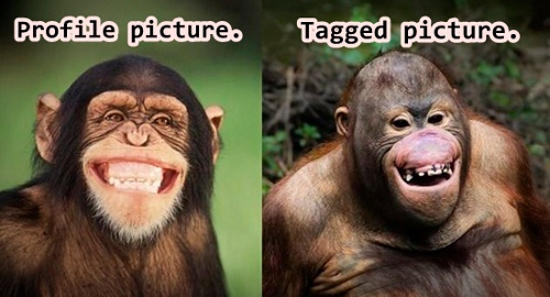 42 Cute and Funny Animal Pictures With Captions to Crack You Up