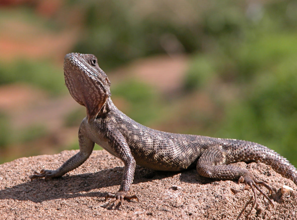 Bone Chilling Facts About The Agama Lizard Animal Sake   1200 137202027 Agama Looking Up 