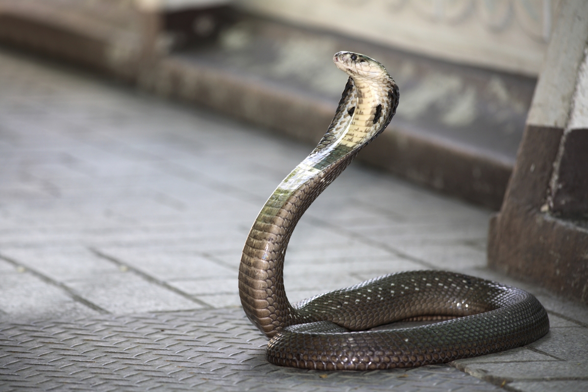 images of king cobra        <h3 class=