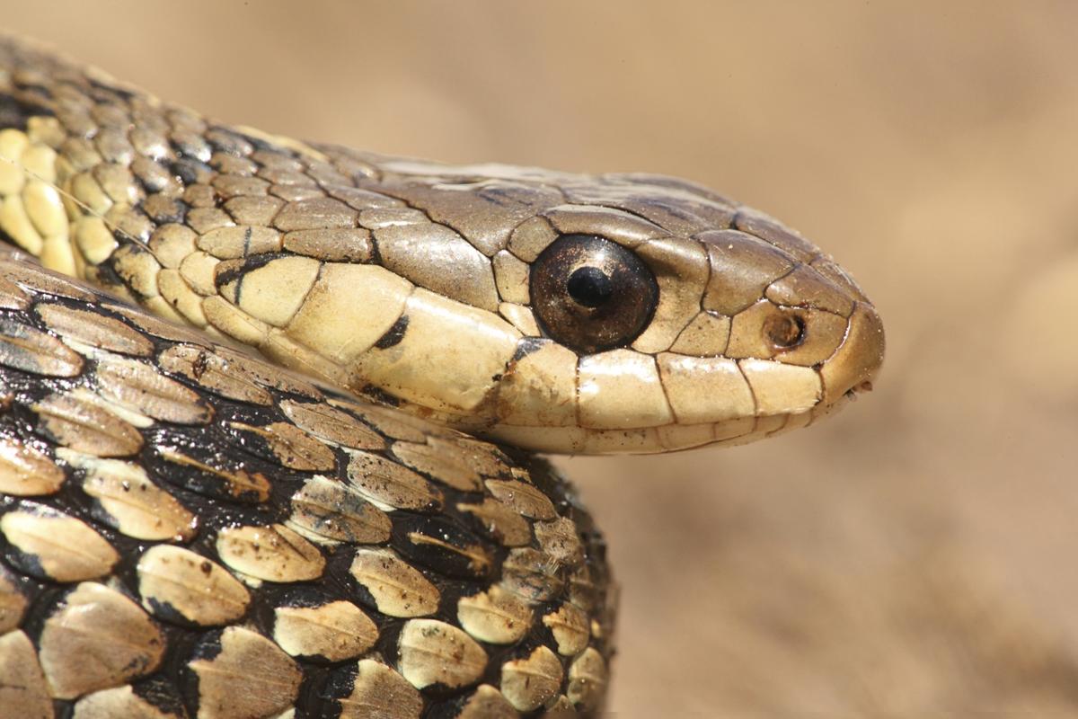 Incredibly Useful Tips To Identify A Garter Garden Snake