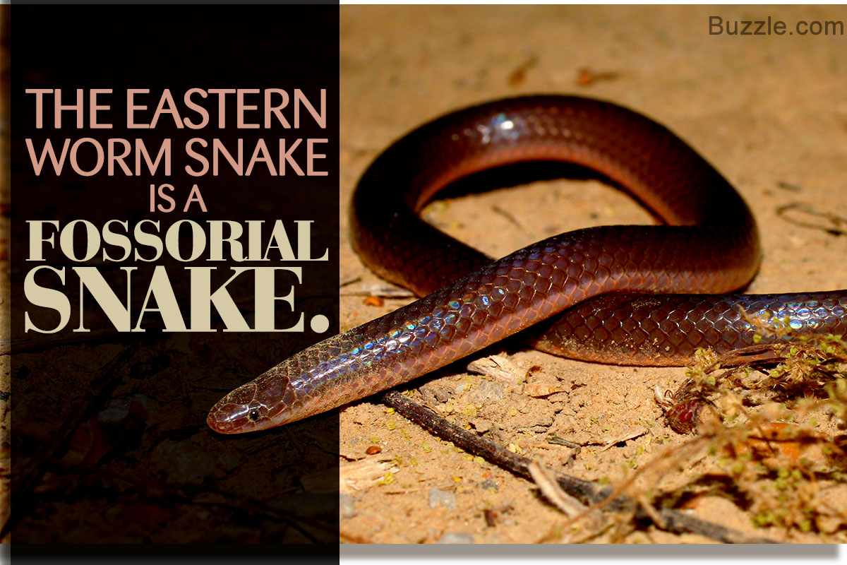 https://media.buzzle.com/media/images-en/gallery/reptiles/snakes/1200-611247-facts-about-the-eastern-worm-snake.jpg