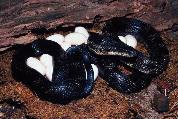 Amazing Facts About Snake Eggs And Really Useful Identification