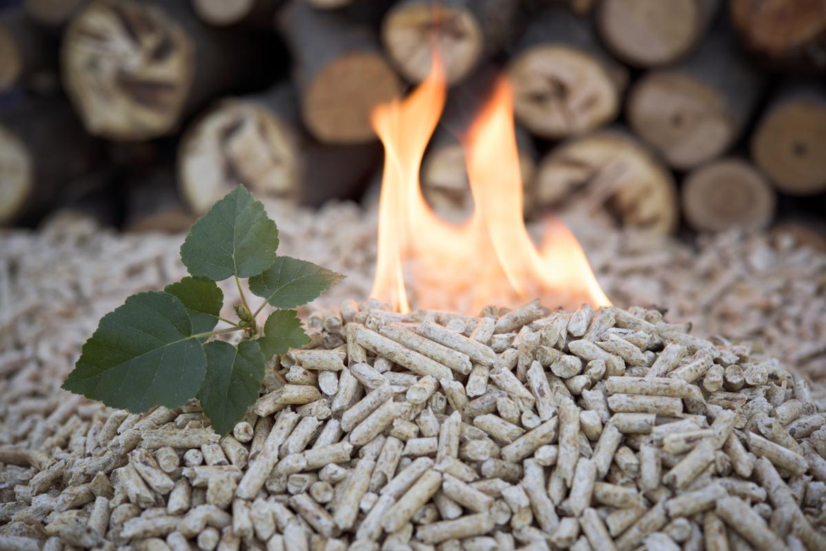 Biomass Energy Pros and Cons You Absolutely Have to Know