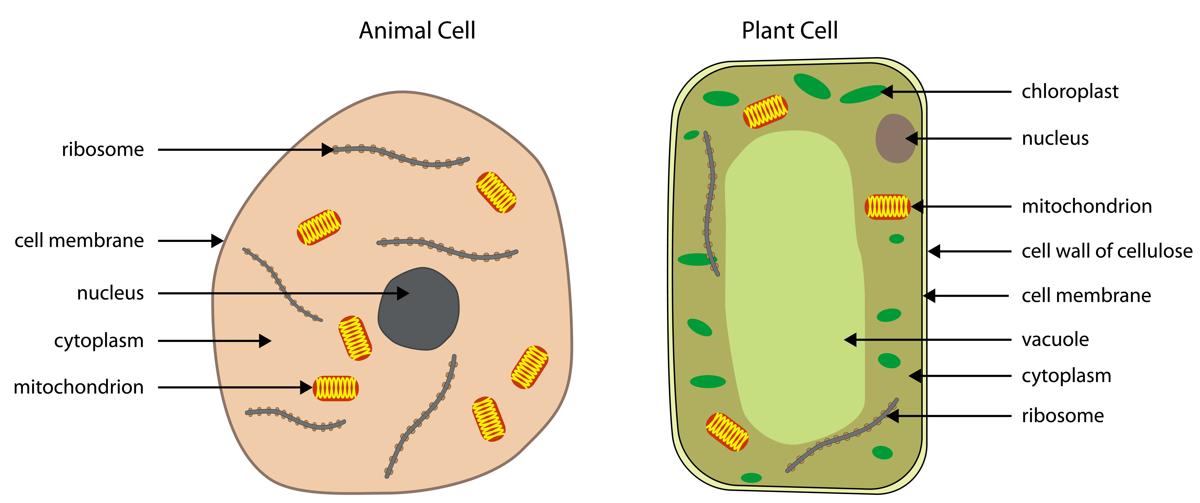 Absorbing Facts About Chloroplast You May Not Have Known ...
