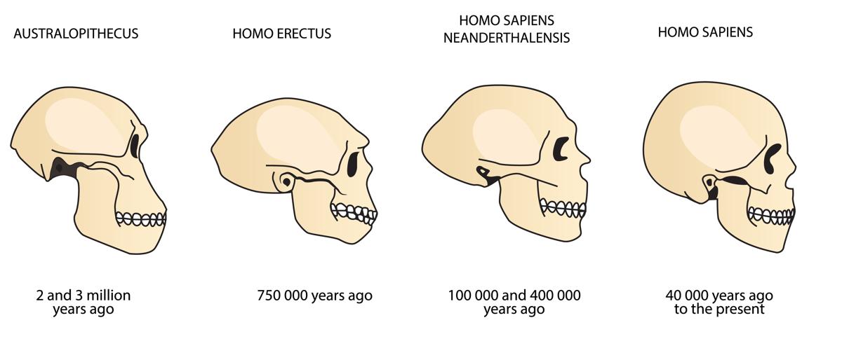 Image result for evolution of the skull