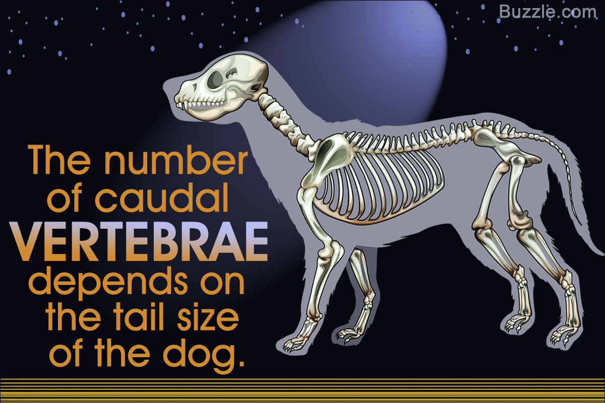 A Visual Guide To Understanding Dog Anatomy With Labeled