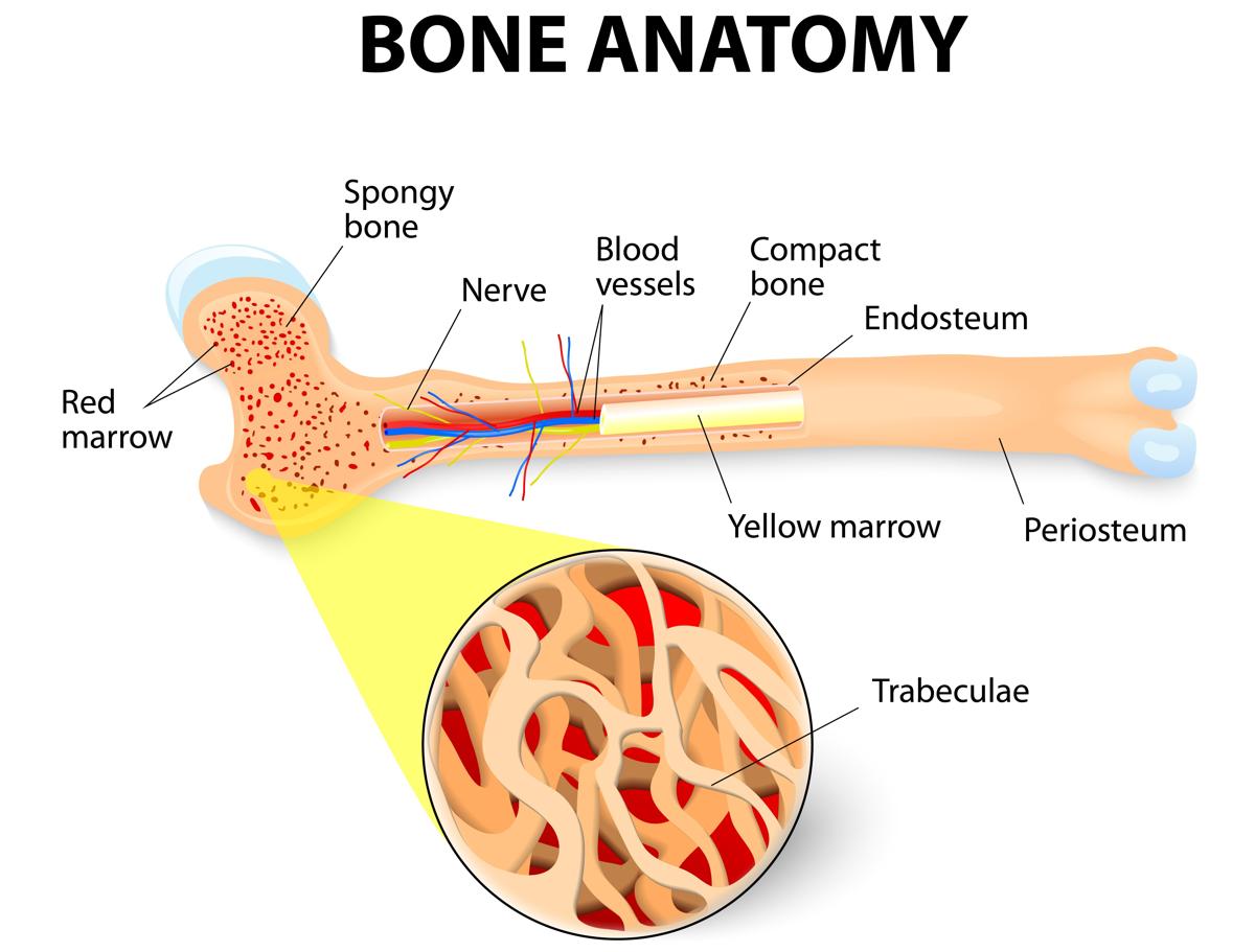 Spongy Bone Vs. Compact Bone: Know the Difference