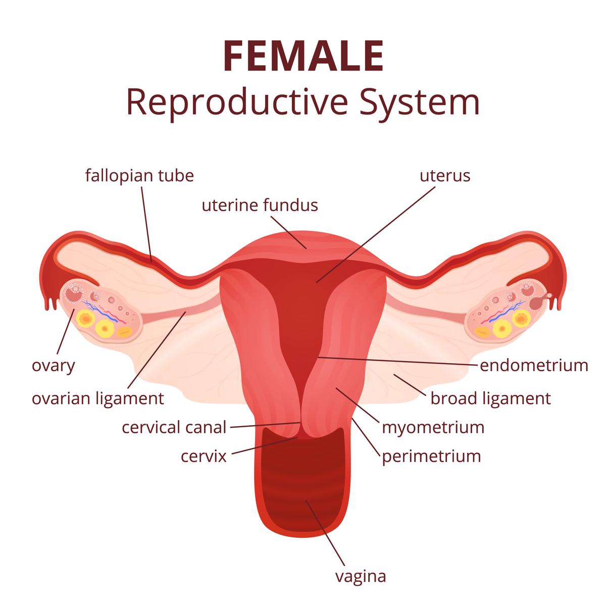 Labeled Diagram of the Female Reproductive System And Its ...