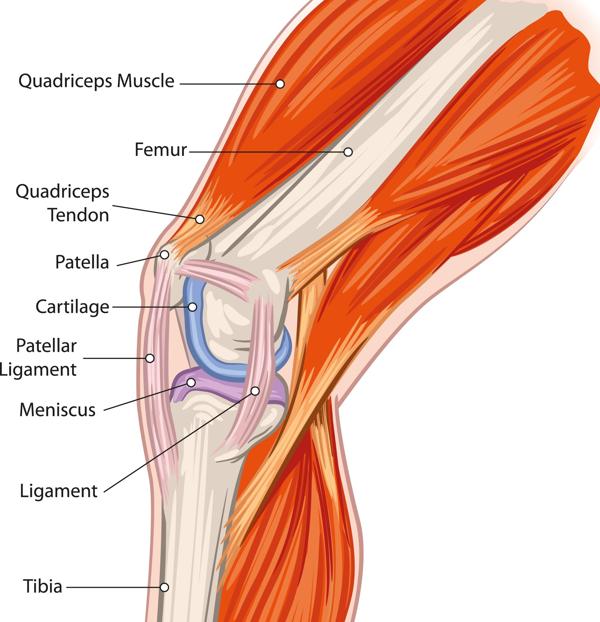 A Labeled Diagram Of The Knee With An Insight Into Its Working