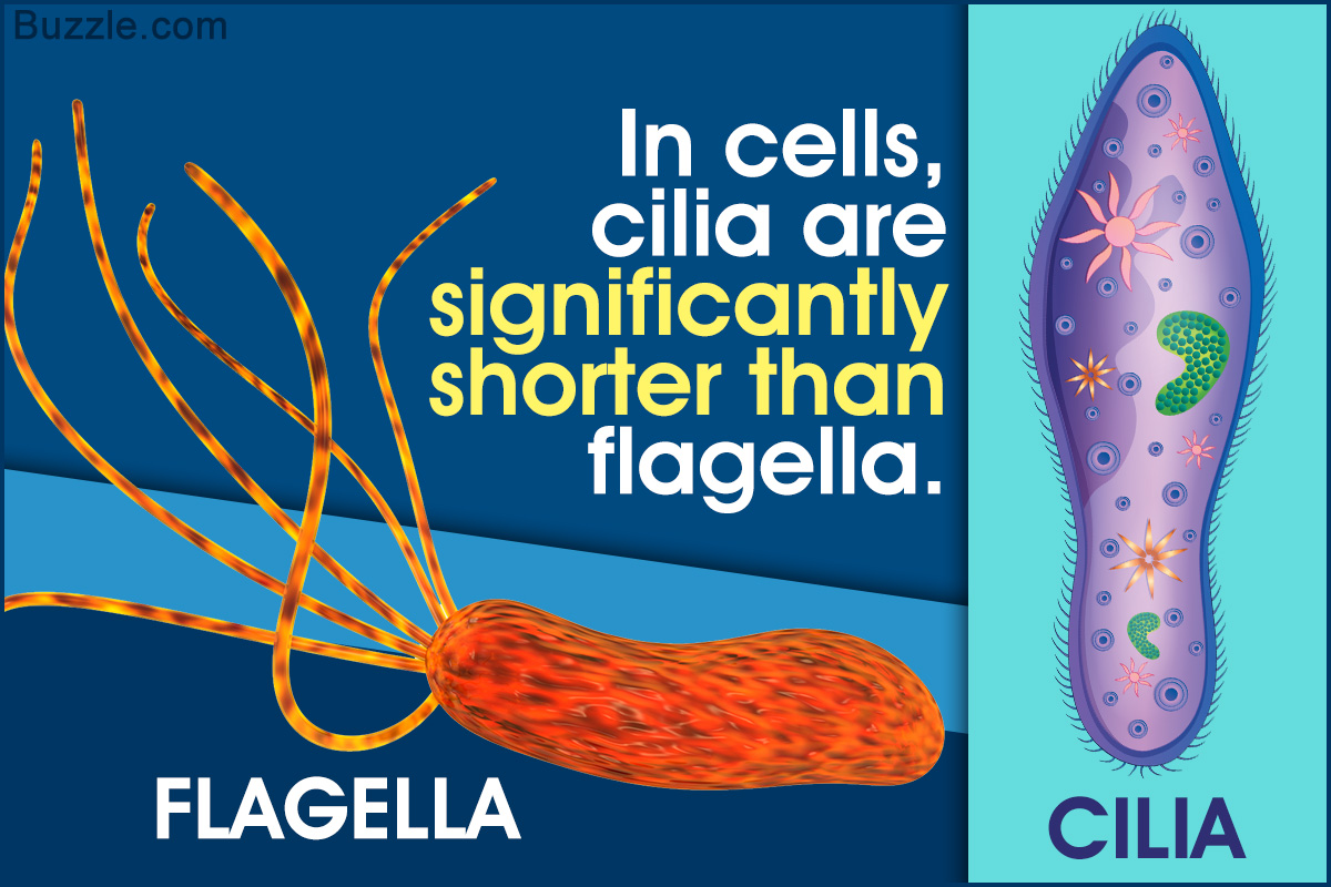 Understanding the Difference Between Cilia and Flagella