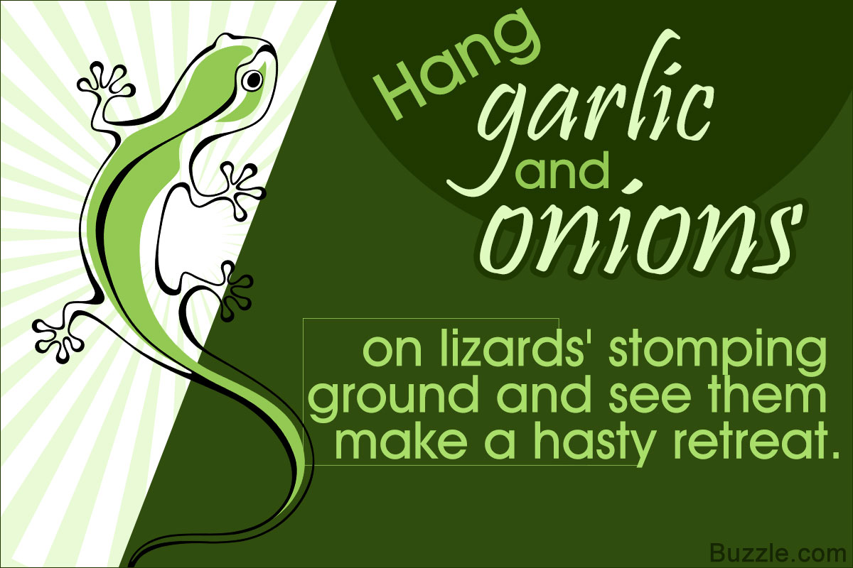 9 Super Effective Home Remedies To Get Rid Of Lizards Home Quicks