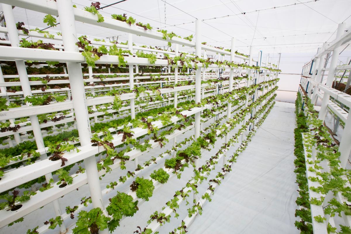 What is Vertical Farming and Why it Could Be a Game-changer