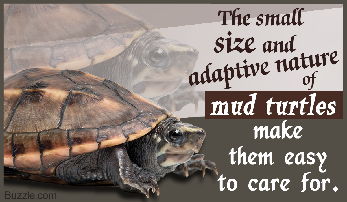 Want to Know How to Take Care of Your Pet Mud Turtle? Read ...