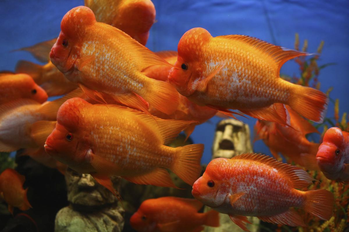 How to Care for Flowerhorn  Cichlids  Tips You Can t Miss 
