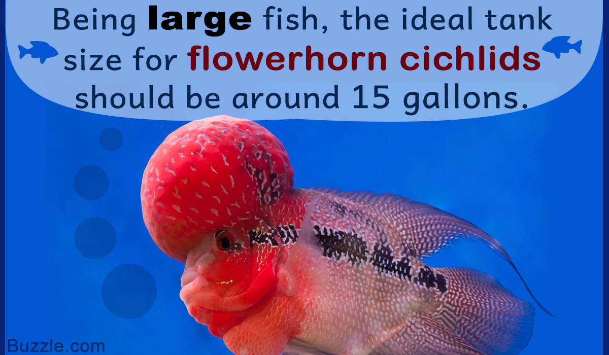 How to Care for Flowerhorn Cichlids 