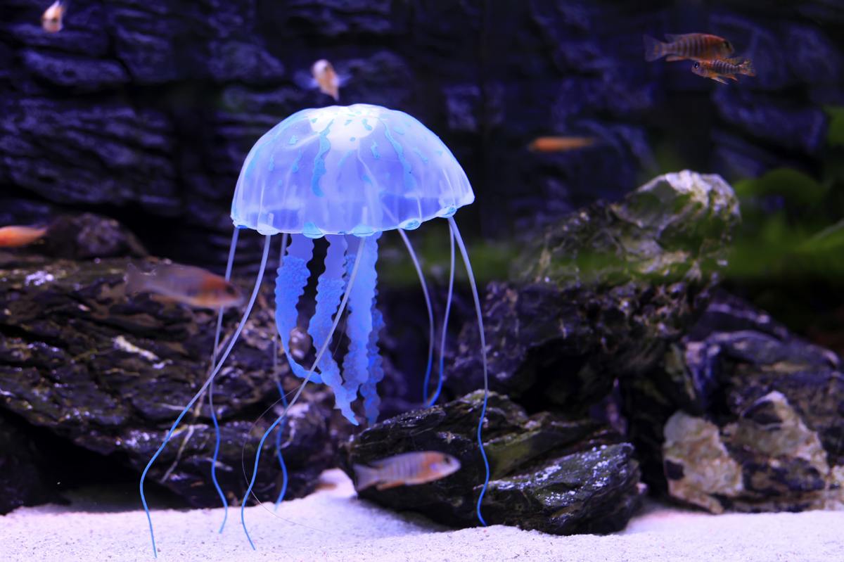 39 Best Pictures Moon Jellyfish Pet Price - Usd 60 63 Moonlight Jellyfish Live Entry Set Pet Mini Fish Tank Red Moon Sea Moon Watchjelly Fishman Desktop Jellyfish Tank Wholesale From China Online Shopping Buy Asian Products Online From
