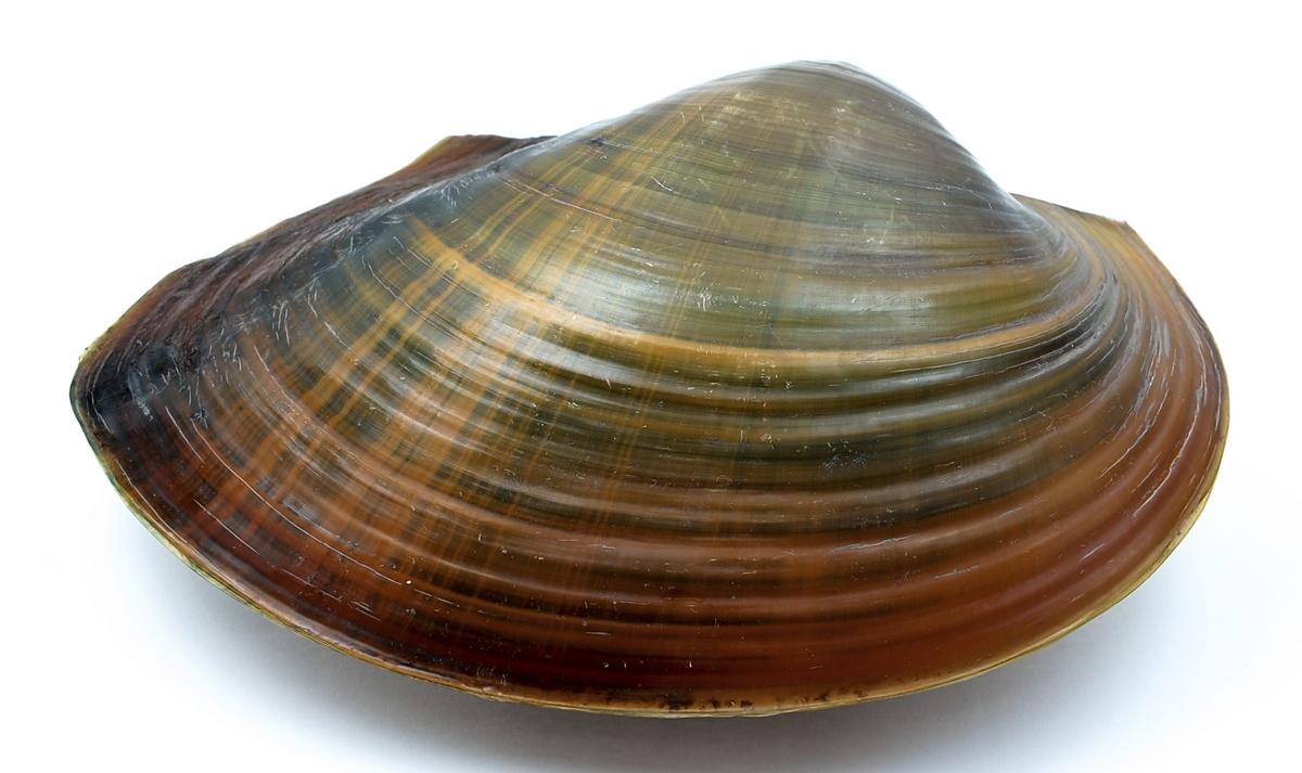 freshwater clams
