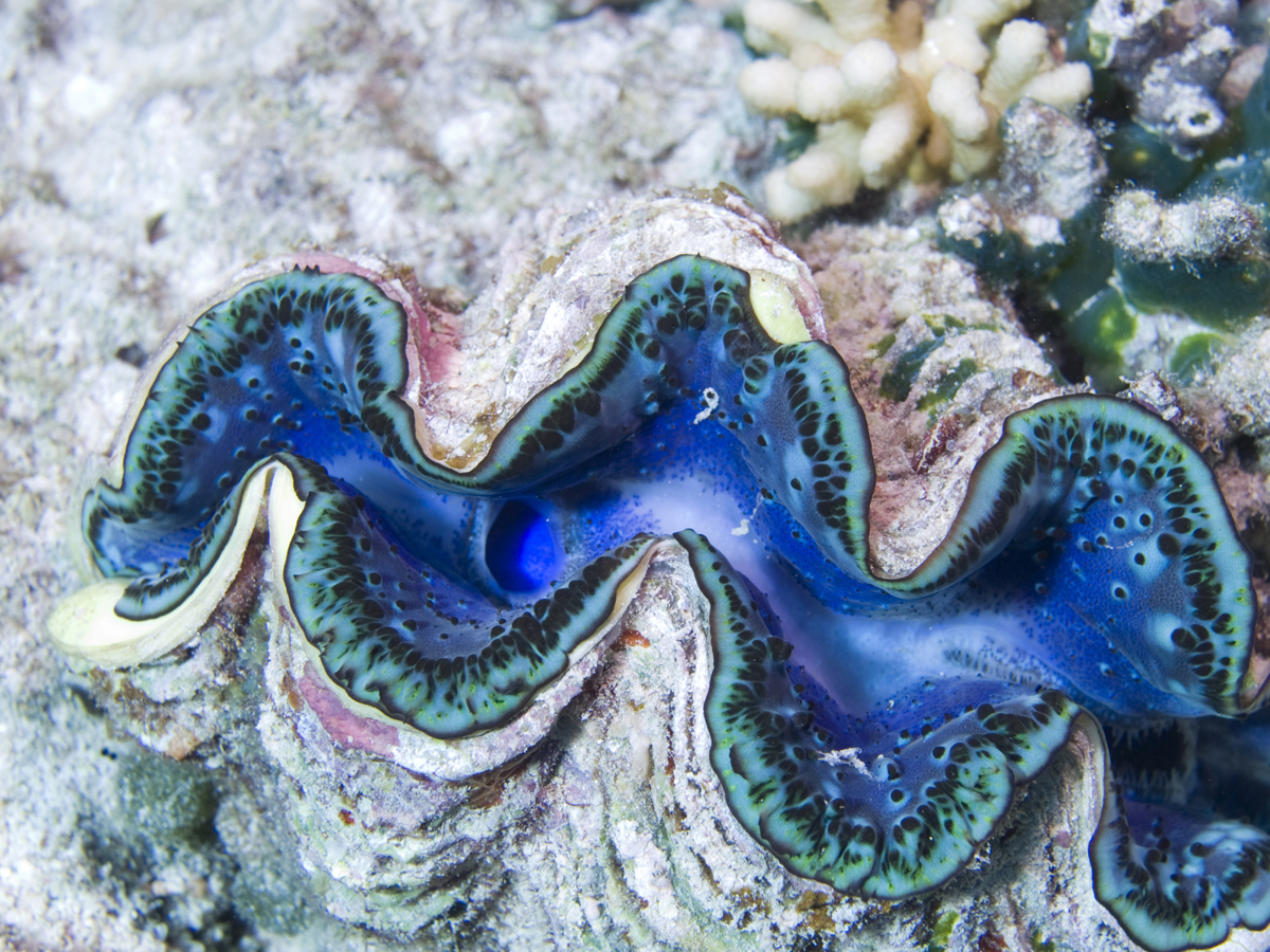 clam habitat facts