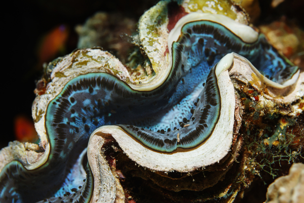 giant clam wow